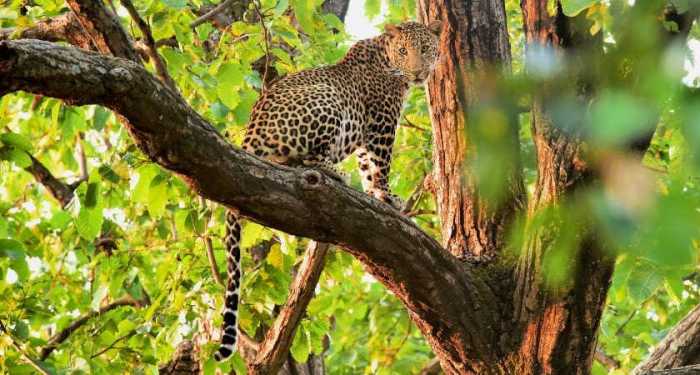Madagascar lemurs experiences wildlife family